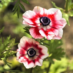 ANEMONES MISTRAL MIX IN BUNCH EXTRA