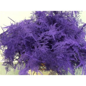 Asp Extra Veren Purple