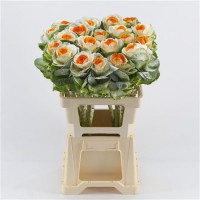 Brassica White - Orange