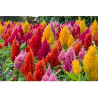 CELOSIA ROUND HEAD MIX COLORS