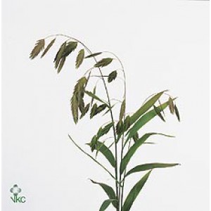 Chasmantium Latifolifolium