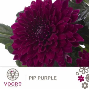 Chr G Pip Purple
