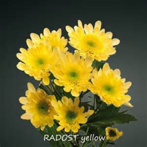 Chr T Radost Yellow
