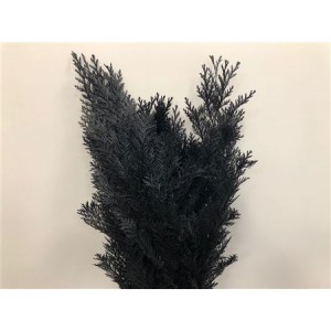 Coniferen Dyed Black