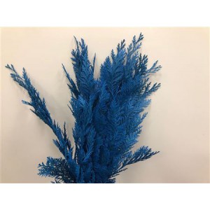 Coniferen Dyed Blue