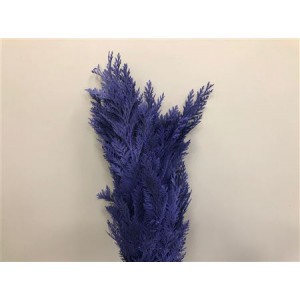 Coniferen Dyed Purple