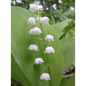 Convallaria With Roots