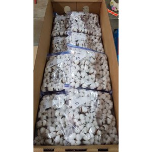 Cotton Balls *600