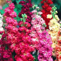 MATTHIOLA MIX COLORS EXTRA