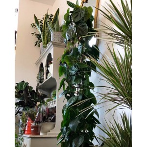 PHILODENDRON EXTRA