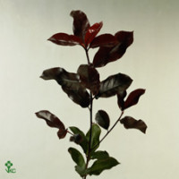 Photinia F Red Robin