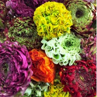 RANUNCULUS CLONI MIXED COLOR XL