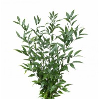 RUSCUS 200 GR LONG