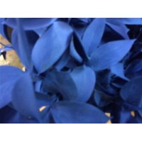 Ruscus Blue 60cm