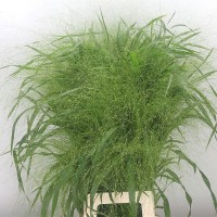 Siergras Panicum Fountain