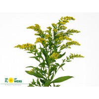 Solidago Carzan Glory