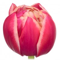 Tulp Du Columbus