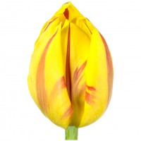 Tulp Du Monsella