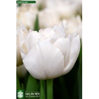 Tulp Du Northcap