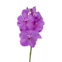 Vanda By Flower Fuchsia Sequins