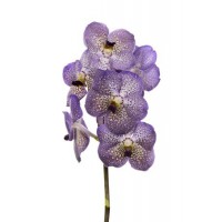 Vanda By Flower Violet Blue 535