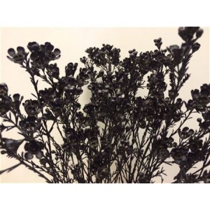 Wax Flower Black
