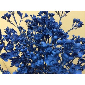 Wax Flower Blue