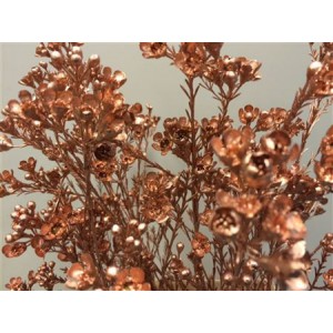 Wax Flower Copper