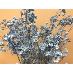 Wax Flower Licht Blue