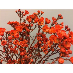 Wax Flower Orange