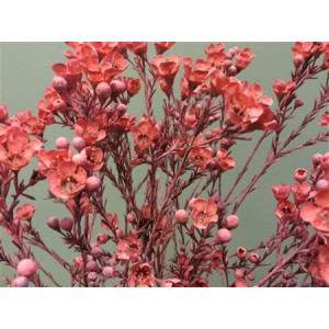 Wax Flower Pink