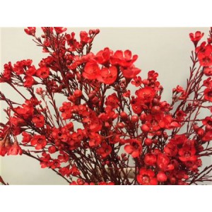 Wax Flower Red