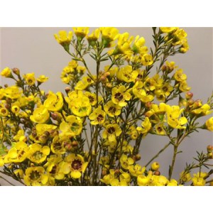 Wax Flower Yellow
