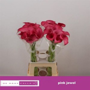 Zanted Pink Jewel