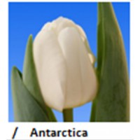 Antarctica