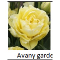 Avany garde