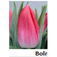 Bolroyal pink