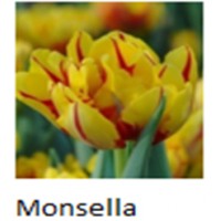 Monsella