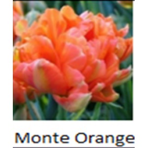 Monte Orange
