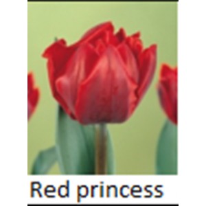 Red princess