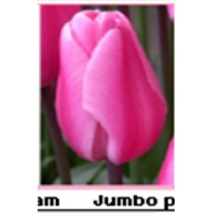 Jumbo pink