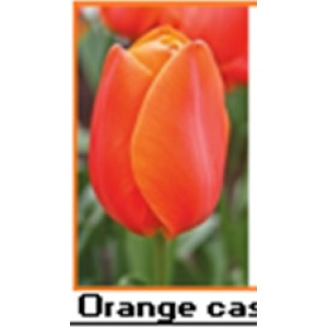 Orange cassini
