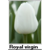 Royal virgin