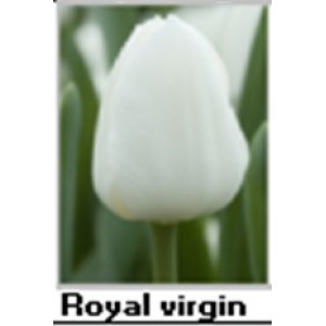 Royal virgin