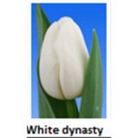 White dynasty