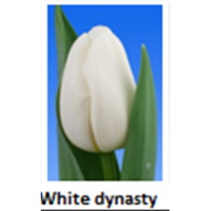 White dynasty