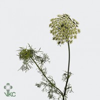 Ammi visnaga