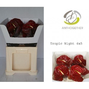 Anthurium aqua tropic night