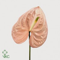 Anthurium cheers