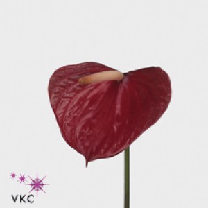 Anthurium love red